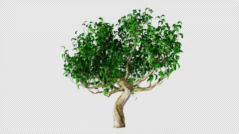 Tree With Leaves Grows Alpha Channel Stock Footage 262725255