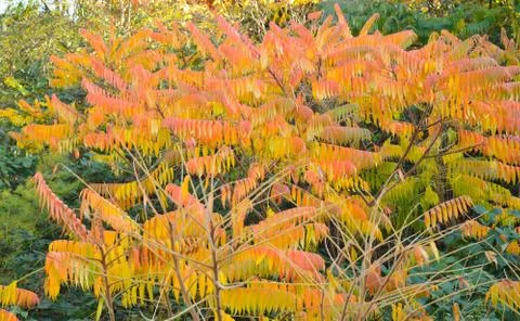 Tree with leaves having different shades of yellow and red during fall looking Stock Photos