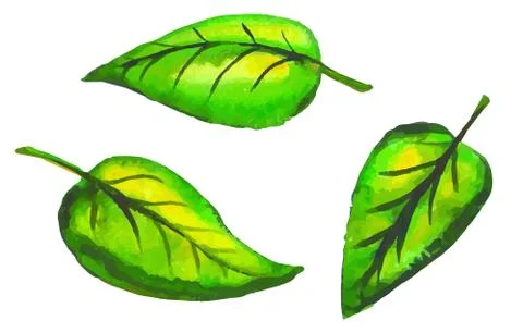 Tree leaves Stock Illustration