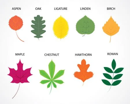 Tree leaves Stock Illustration