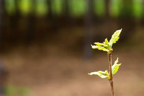 A tree with leaves on it is in the foreground. Foto stock