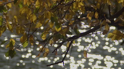 Tree Leaves by the Lake and Sun Glitter in the Water Stock Footage 245021359