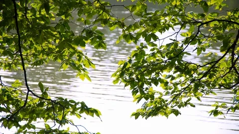 Tree leaves on the lake Vidéo 91338269