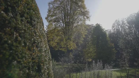 A tree with leaves is in the middle of a forest Stock-Footage 302471487