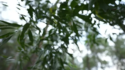 Tree leaves in the middle of a rainforest with a blurry background Video stock 262293271