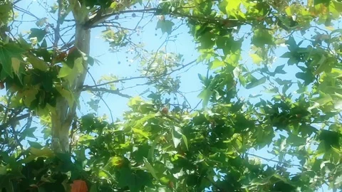 Tree leaves in mild wind slowmotion Stock Footage 76155049