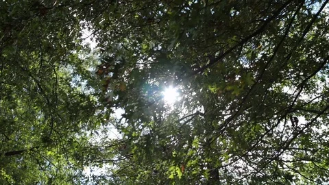 Tree leaves up with more sun peaking through move Stock Footage 96551206
