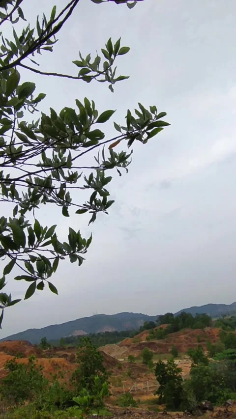 Tree leaves mountain view Stock Footage 336045420