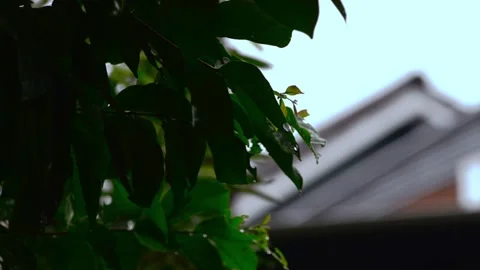 Tree leaves that move due to raindrops Stock Footage 297351726