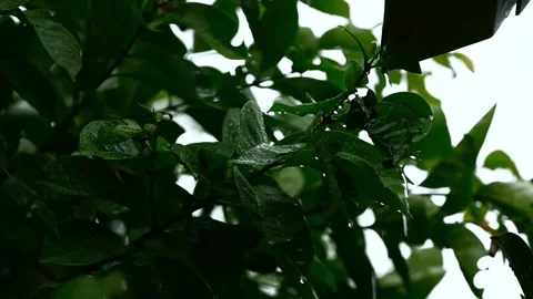 Tree leaves that move due to raindrops Stock Footage 297351733