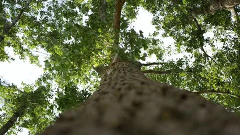 Tree leaves moved by the wind shot low angle Video stock 137523429