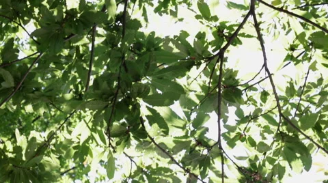 Tree leaves moved by wind in sunny summer day outdoor 動画素材 64540798
