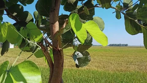 Tree leaves moving in the air in India Stock Footage 312310072