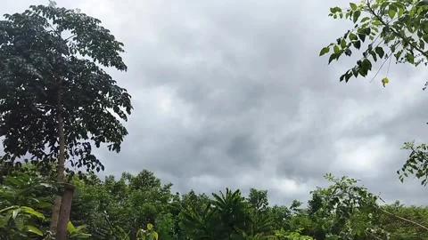 Tree Leaves Moving Under Darkening Pre-Storm Tropical Sky Stock Footage 323417466