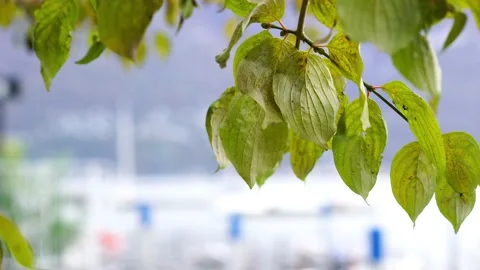 Tree leaves moving under the wind Stock Footage 141371861