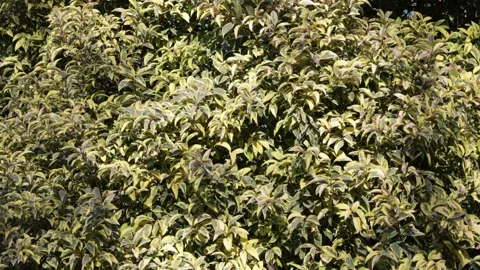 Tree leaves moving in the wind on blue sky background Stock Footage 170115191