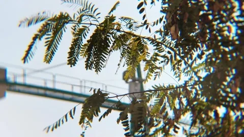 Tree Leaves Moving in Wind with Blurred Construction Crane Background Video stock 331375622