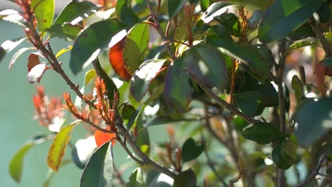 Tree leaves moving in the wind closeup Vidéo 105349086
