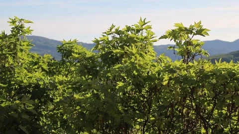Tree leaves moving in the wind, natural mountain environment Stock Footage 334041697