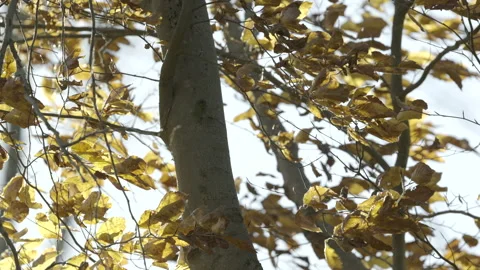 Tree leaves moving in the wind on a sunny autumn day Stock Footage 146515542