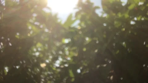 Tree leaves moving by winds Stock Footage 265084225
