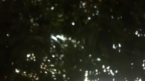Tree leaves moving by winds out of focus shot Stock Footage 265084210
