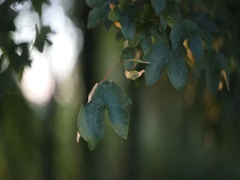 Tree leaves natural abstract background Video stock 80207217