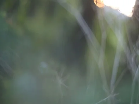 Tree leaves natural abstract background Video stock 80228717