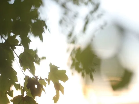 Tree leaves natural abstract background Stock Footage 80228753