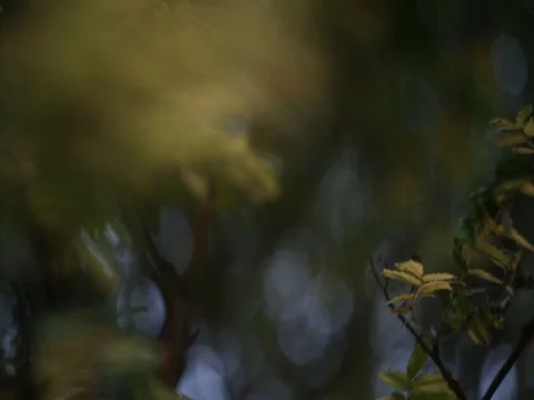 Tree leaves natural abstract background Video stock 80228759