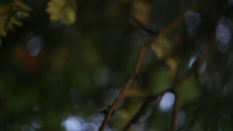 Tree leaves natural abstract background Video stock 80228761