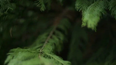 Tree leaves natural abstract background Video stock 87650835