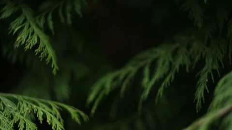 Tree leaves natural abstract background Stock Footage 87651452