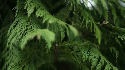 Tree leaves natural abstract background Stock Footage 88107546