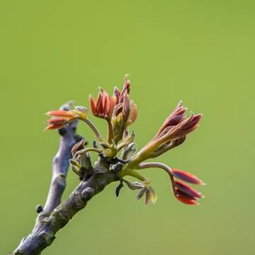 Tree leaves opening in Spring Stock Photos