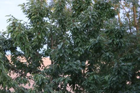 Tree leaves outside Stock Photos
