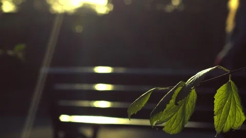 Tree leaves with park bench and woman walking in background Stock Footage 231335333