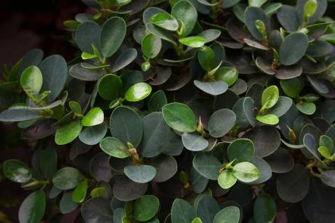 Tree leaves pattern Stock Photos