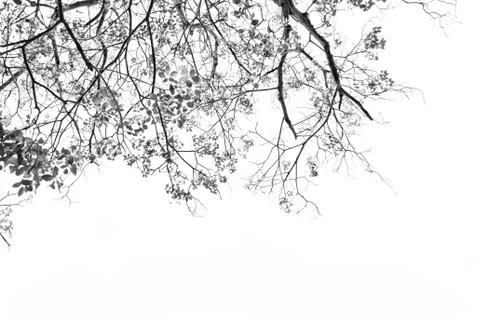 Tree with leaves Stock Photos