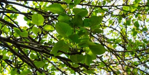 Tree leaves Foto stock