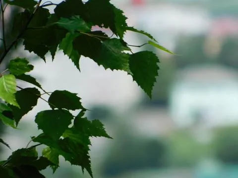 Tree leaves Stock Photos