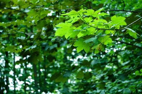 Tree Leaves Stock Photos