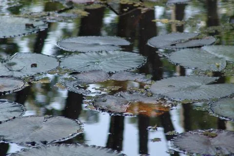 Tree leaves Stock Photos
