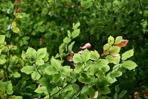 Tree leaves 库存照片