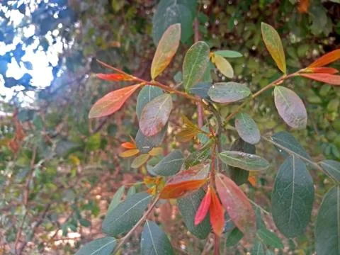 Tree leaves Stock Photos