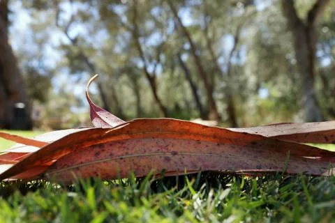 Tree leaves Stock Photos