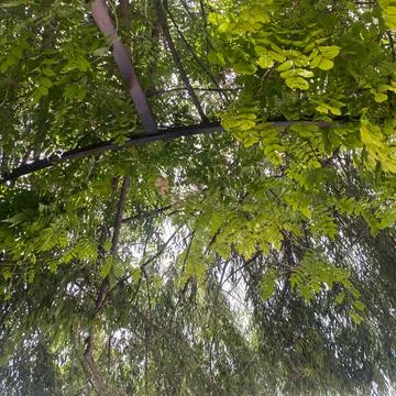 Tree leaves Stock Photos