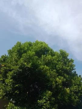 Tree Leaves Stock Photos