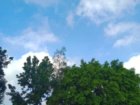 Tree Leaves Stock Photos