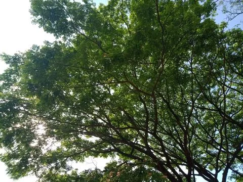 Tree Leaves Stock Photos